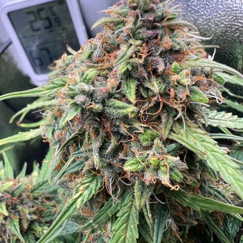 Mimi growlog timeline photo