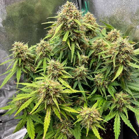 Mimi growlog timeline photo