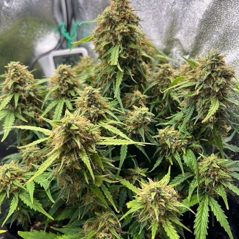 Mimi growlog timeline photo