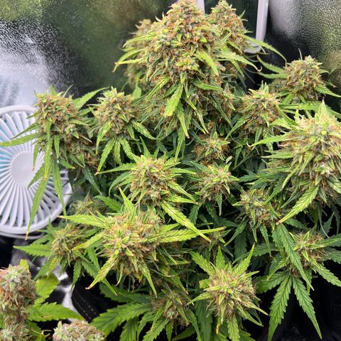 Mimi growlog timeline photo