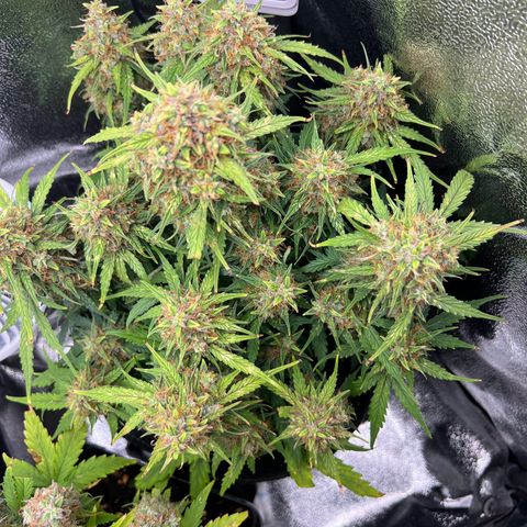 Mimi growlog timeline photo