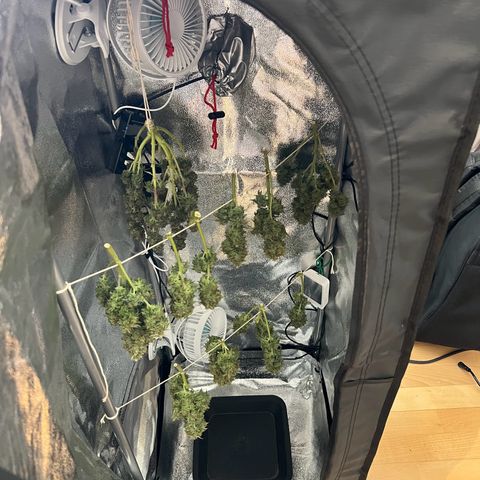 Mimi growlog timeline photo