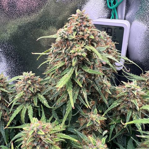 Mimi growlog timeline photo