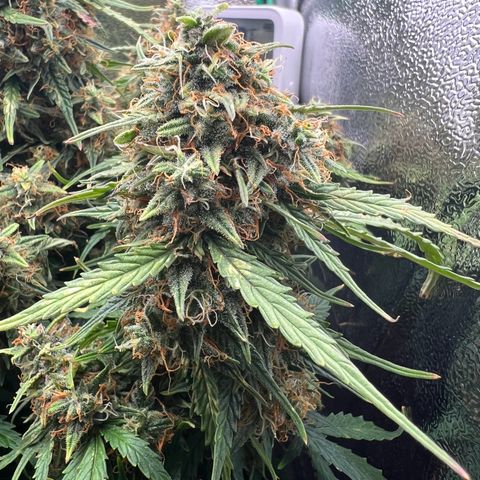 Mimi growlog timeline photo