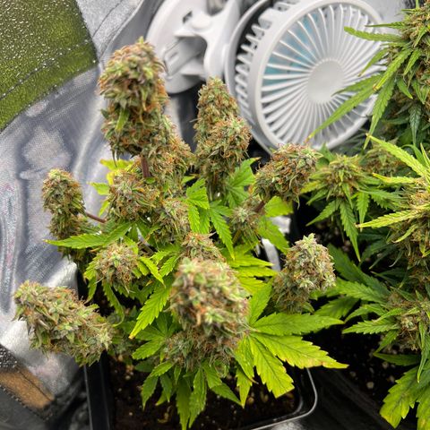 Beryl growlog timeline photo