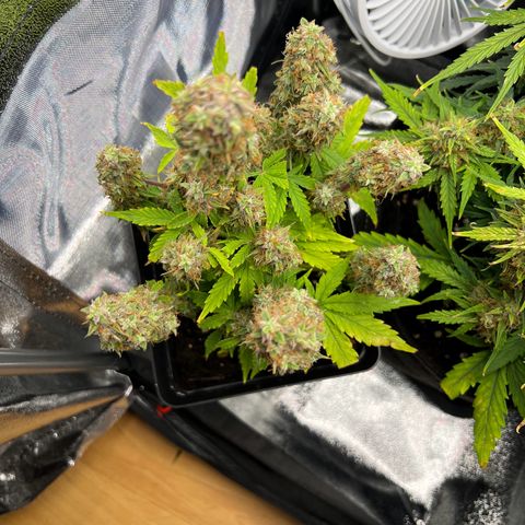 Beryl growlog timeline photo