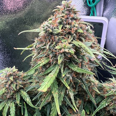 Mimi growlog timeline photo