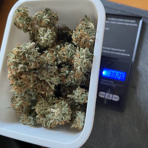 Mimi growlog timeline photo