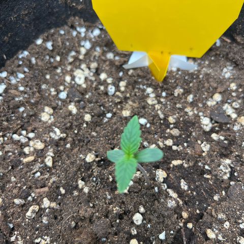 Lemonita growlog timeline photo