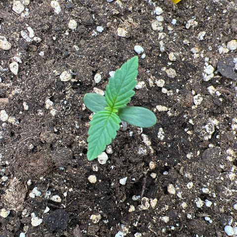 Lemonita growlog timeline photo