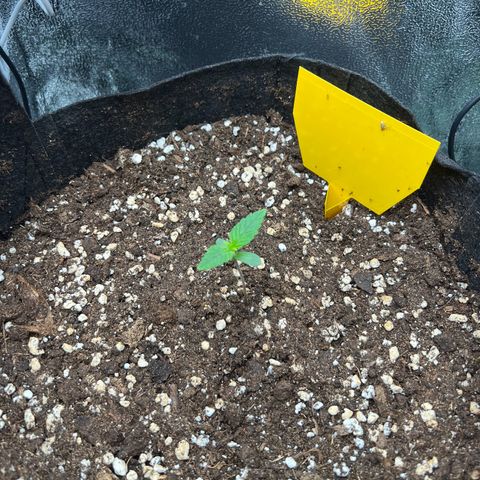Lemonita growlog timeline photo