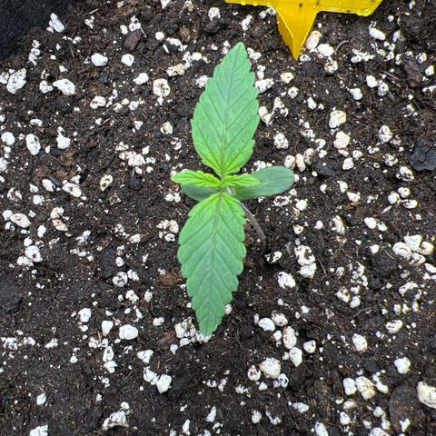 Lemonita growlog timeline photo