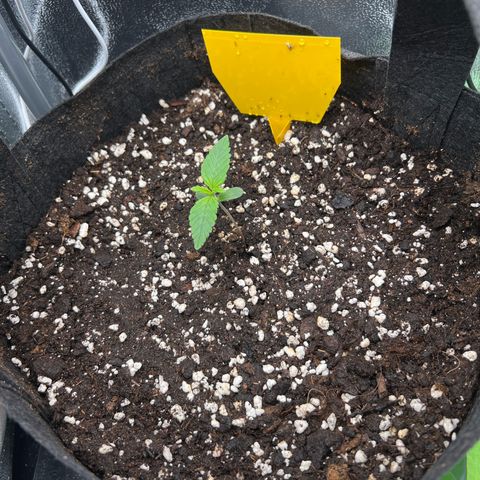 Lemonita growlog timeline photo