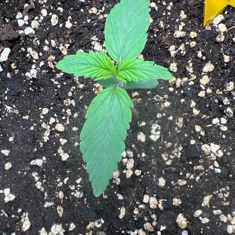 Lemonita growlog timeline photo