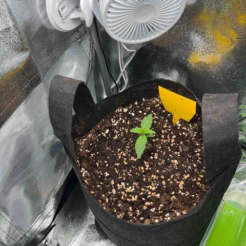 Lemonita growlog timeline photo