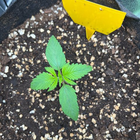 Lemonita growlog timeline photo