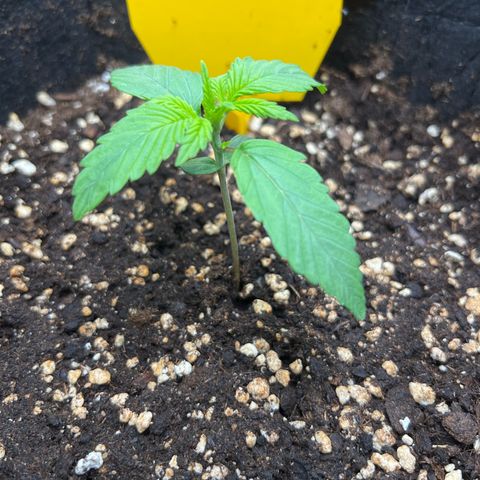 Lemonita growlog timeline photo