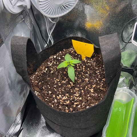 Lemonita growlog timeline photo