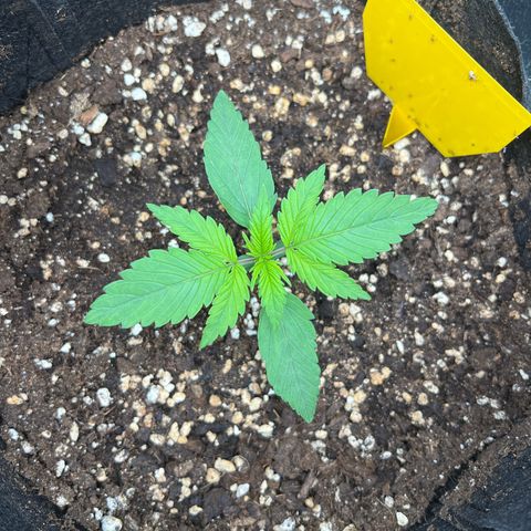 Lemonita growlog timeline photo