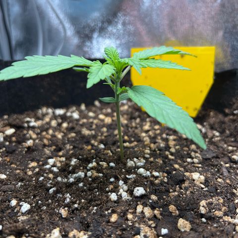 Lemonita growlog timeline photo