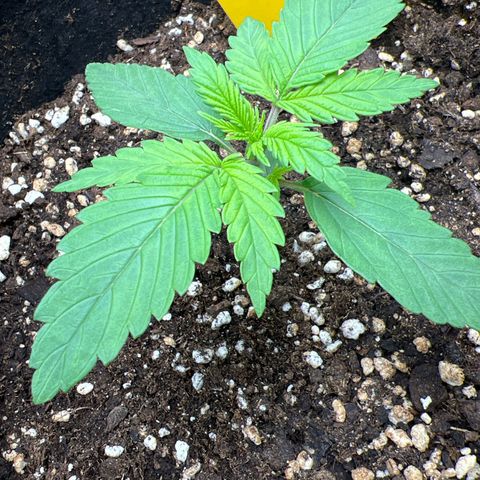 Lemonita growlog timeline photo