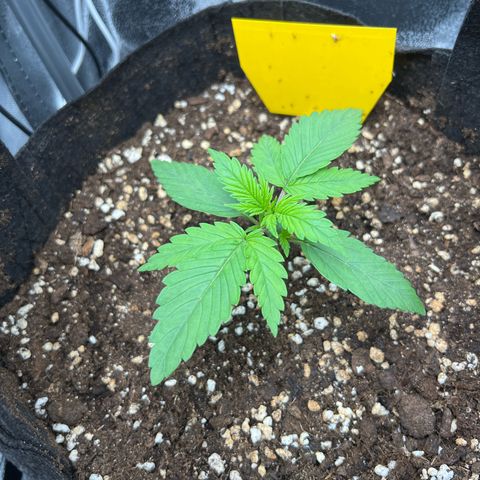 Lemonita growlog timeline photo