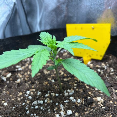 Lemonita growlog timeline photo