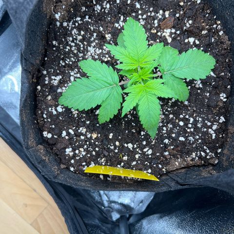 Lemonita growlog timeline photo