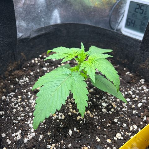 Lemonita growlog timeline photo