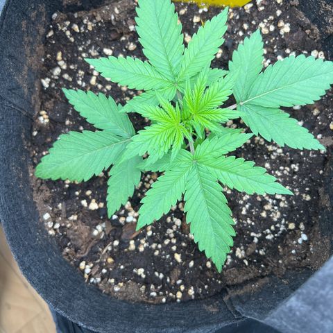 Lemonita growlog timeline photo
