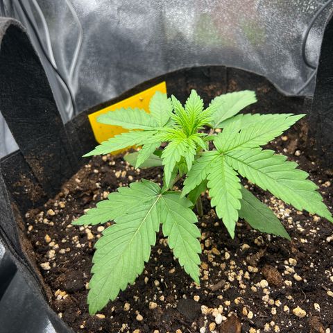 Lemonita growlog timeline photo