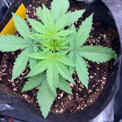 Lemonita growlog timeline photo