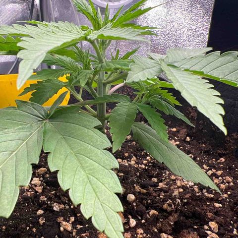 Lemonita growlog timeline photo