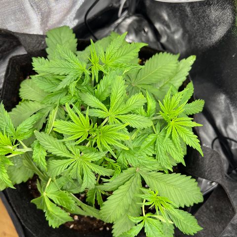 Lemonita growlog timeline photo