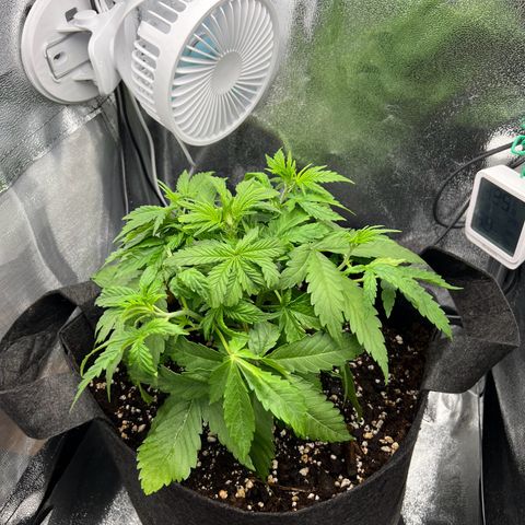 Lemonita growlog timeline photo