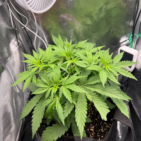 Lemonita growlog timeline photo