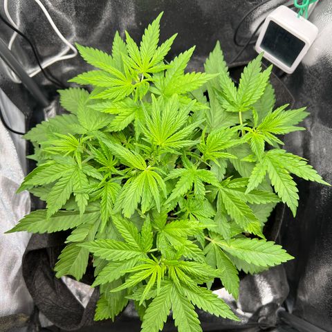 Lemonita growlog timeline photo