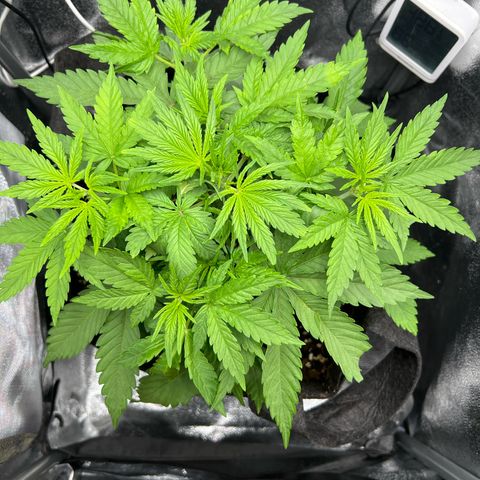 Lemonita growlog timeline photo