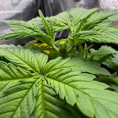Lemonita growlog timeline photo