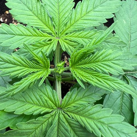 Lemonita growlog timeline photo