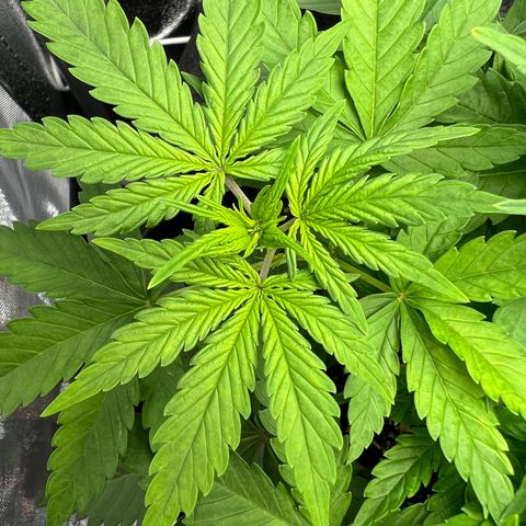 Lemonita growlog timeline photo