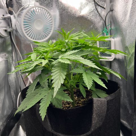 Lemonita growlog timeline photo