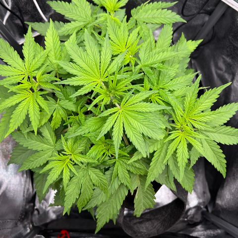 Lemonita growlog timeline photo
