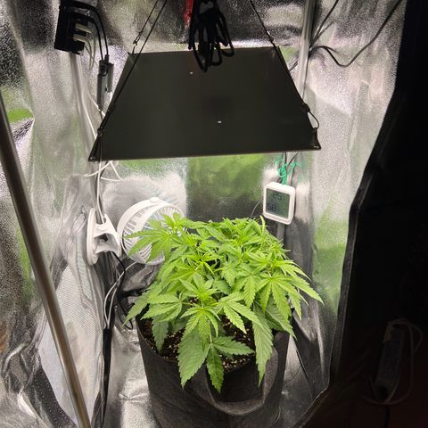 Lemonita growlog timeline photo