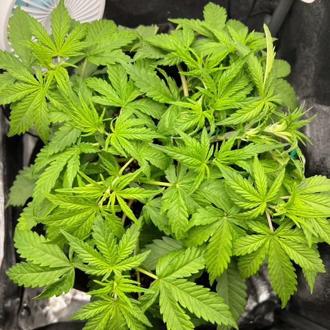 Lemonita growlog timeline photo