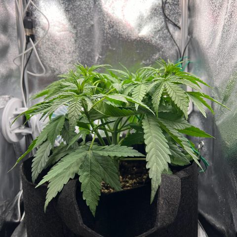 Lemonita growlog timeline photo