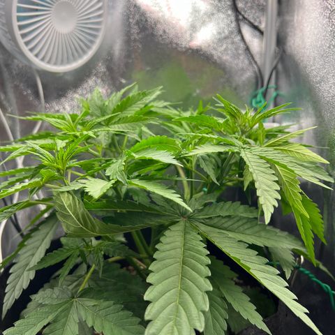 Lemonita growlog timeline photo