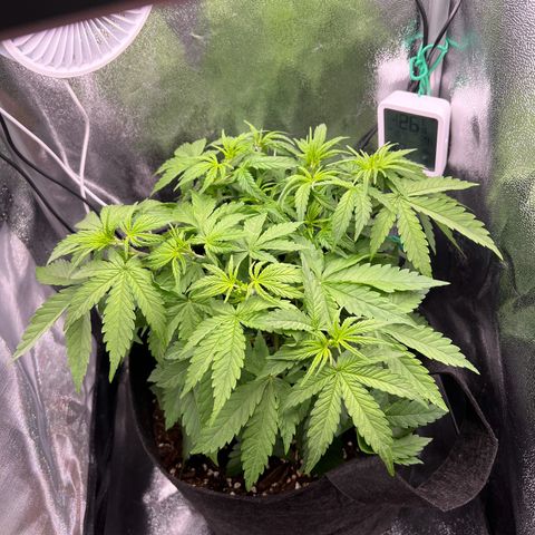 Lemonita growlog timeline photo