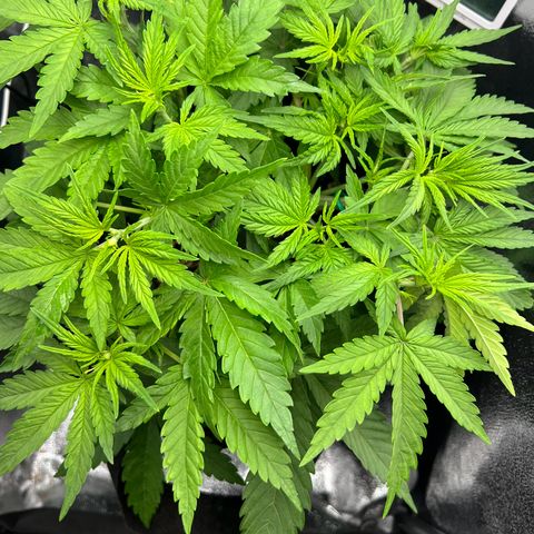 Lemonita growlog timeline photo