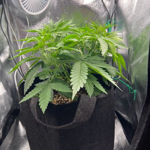 Lemonita growlog timeline photo